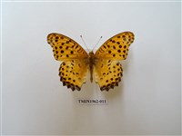 藏品(斐豹蛺蝶)的圖片